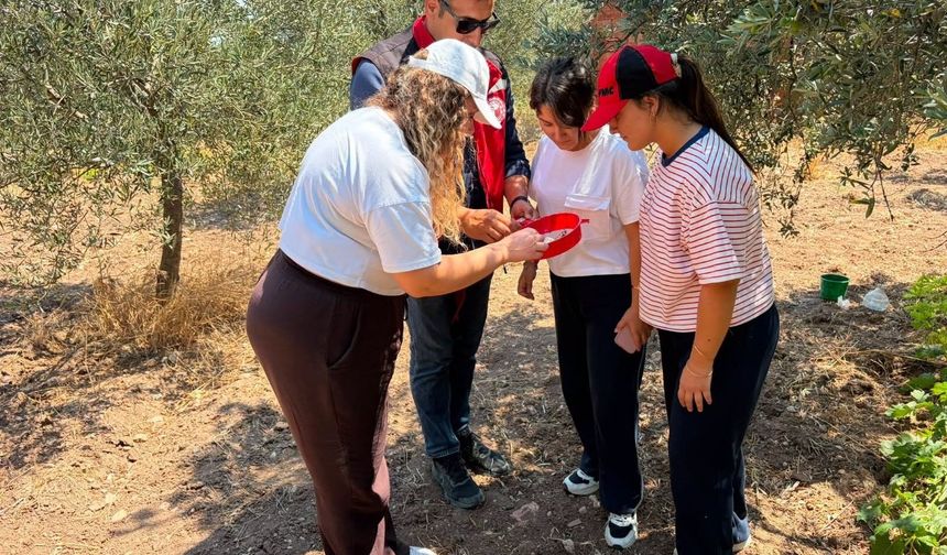 Manisa'da zeytin ve meyve bahçeleri zararlılara karşı takipte