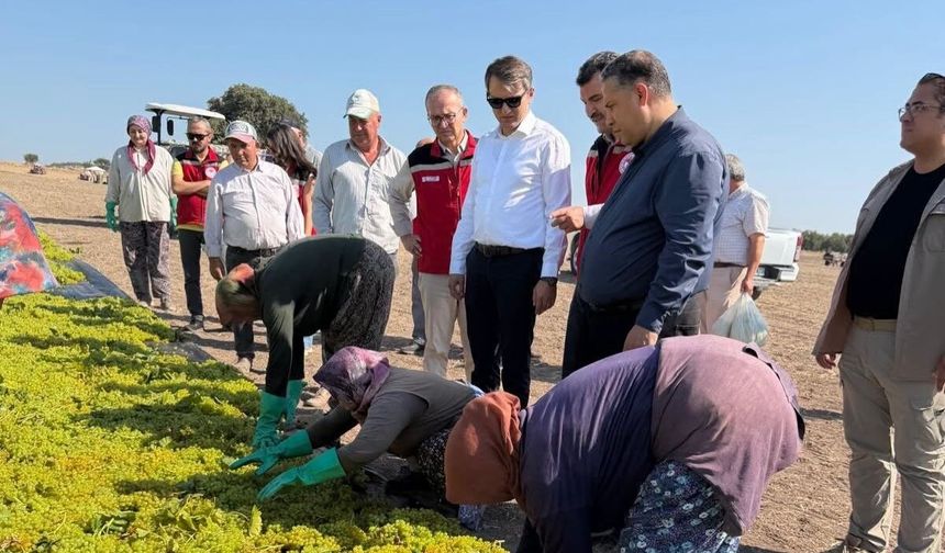 Saruhanlı Kaymakamı Özcan üzüm hasadına katıldı