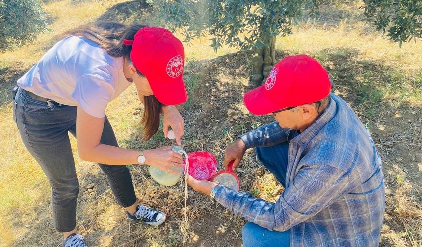 Salihli'de ‘zeytin sineği' uyarısı