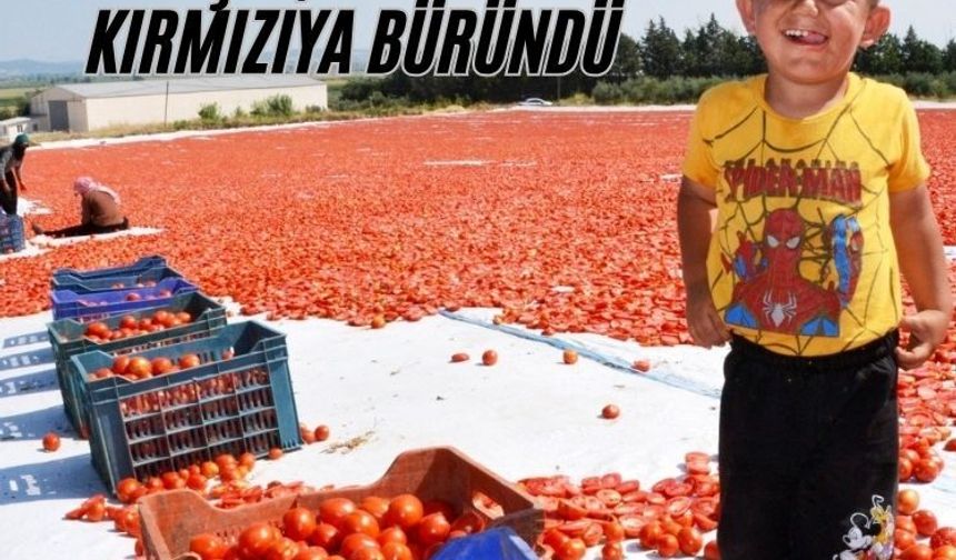Domatesler güneşle buluştu, Gediz Ovası kırmızıya büründü