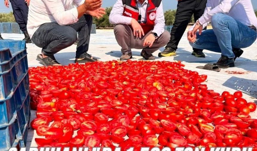 Saruhanlı'da 1.500 ton kuru domates ihraç ediliyor