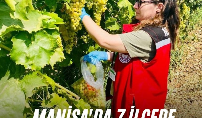 Manisa'da 7 ilçede bağlar denetlendi