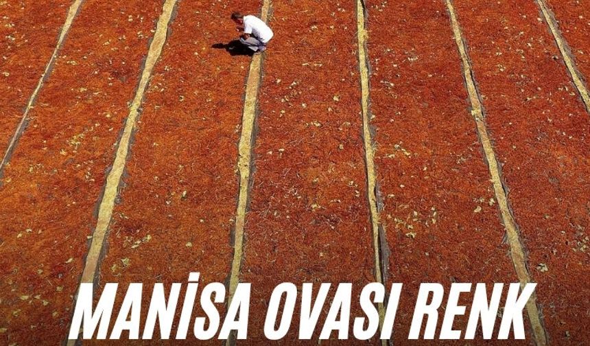 Manisa Ovası renk cümbüşüne büründü