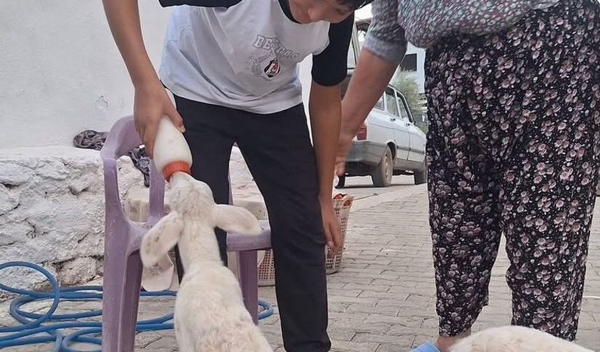 Anne sütünün yetmediği sevimli kuzular biberonla besleniyor