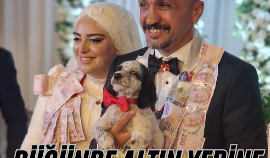 Düğünde altın yerine köpek taktı
