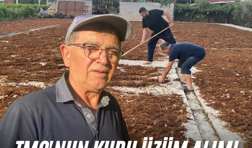 TMO'nun kuru üzüm alımı çiftçiyi rahatlattı