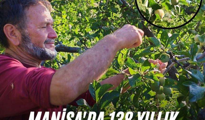 Manisa'da 138 yıllık lezzette hasat başladı