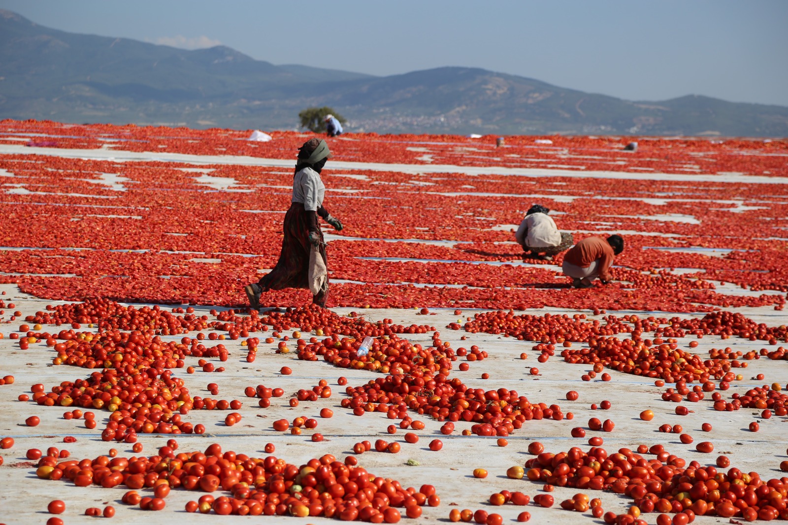 Whatsapp Image 2025 08 27 At 15.56.11